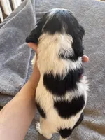 Bailey , a female Cocker Spaniel for sale in Winston-Salem, NC – Photo 4 of 4