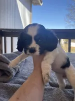 Bailey , a female Cocker Spaniel for sale in Winston-Salem, NC – Photo 2 of 4