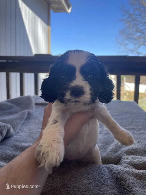 Bailey  – Cocker Spaniel puppy for sale in Winston-Salem, NC