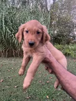 Daisy , a female Golden Retriever for sale in Winston-Salem, NC – 3 of 6