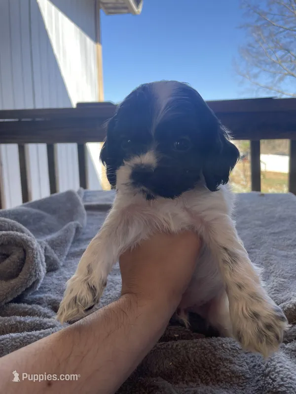 Toby  – Cocker Spaniel puppy for sale in Winston-Salem, NC