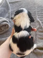 Toby , a male Cocker Spaniel for sale in Winston-Salem, NC – Photo 6 of 7