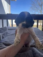 Toby , a male Cocker Spaniel for sale in Winston-Salem, NC – Photo 3 of 7