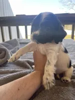 Toby , a male Cocker Spaniel for sale in Winston-Salem, NC – Photo 1 of 7