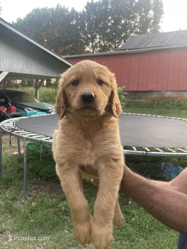 Daisy  – Golden Retriever puppy for sale in Winston-Salem, NC