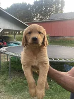 Daisy , a female Golden Retriever for sale in Winston-Salem, NC – 1 of 4