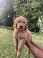 Daisy , a female Golden Retriever for sale in Winston-Salem, NC – 4 of 4