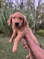 Daisy , a female Golden Retriever for sale in Winston-Salem, NC – 6 of 6