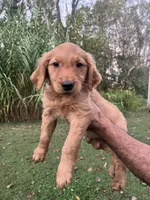 Daisy , a female Golden Retriever for sale in Winston-Salem, NC – 2 of 6