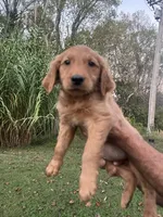 Daisy , a female Golden Retriever for sale in Winston-Salem, NC – 5 of 6