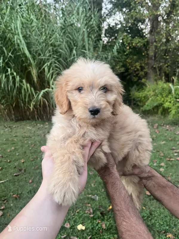 Duke  – Golden Retriever, Poodle - Standard  puppy for sale in Winston-Salem, NC