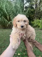 Duke , a male Golden Retriever and Poodle - Standard  for sale in Winston-Salem, NC – 1 of 4