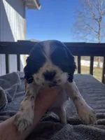 Max , a male Cocker Spaniel for sale in Winston-Salem, NC – Photo 3 of 7