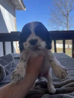 Max , a male Cocker Spaniel for sale in Winston-Salem, NC – Photo 2 of 7