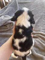 Max , a male Cocker Spaniel for sale in Winston-Salem, NC – Photo 7 of 7