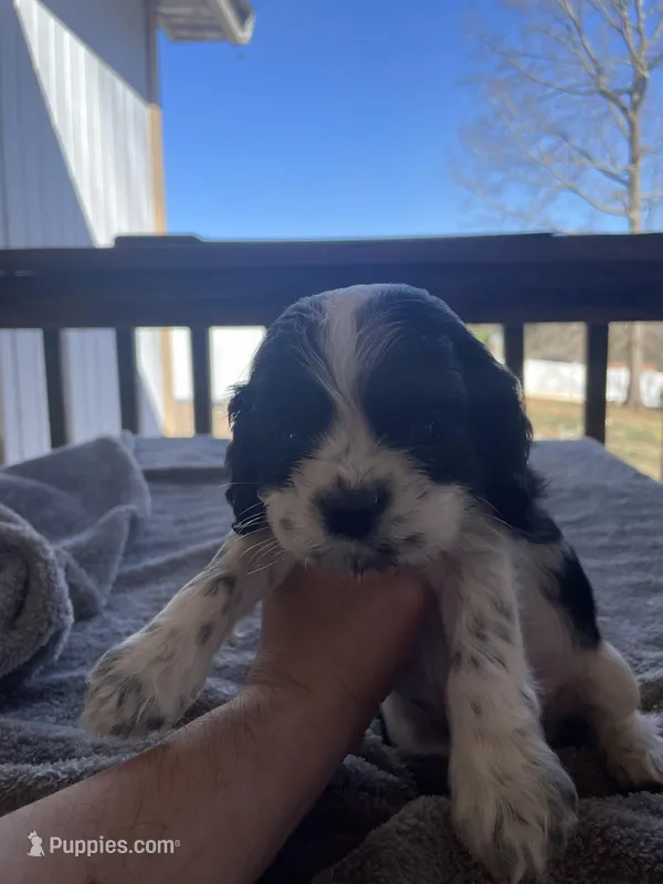 Max  – Cocker Spaniel puppy for sale in Winston-Salem, NC