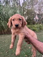 Daisy , a female Golden Retriever for sale in Winston-Salem, NC – 4 of 6