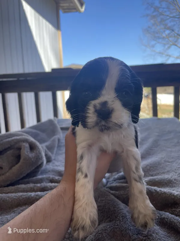 May – Cocker Spaniel puppy for sale in Winston-Salem, NC