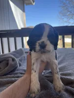 May, a female Cocker Spaniel for sale in Winston-Salem, NC – Photo 1 of 4