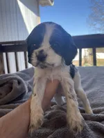 May, a female Cocker Spaniel for sale in Winston-Salem, NC – Photo 3 of 4