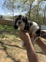 Daisy , a female Cocker Spaniel for sale in Winston-Salem, NC – 1 of 3