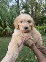 Duke , a male Golden Retriever and Poodle - Standard  for sale in Winston-Salem, NC – 4 of 4