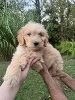Duke , a male Golden Retriever and Poodle - Standard  for sale in Winston-Salem, NC – 2 of 4