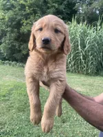 Daisy , a female Golden Retriever for sale in Winston-Salem, NC – 3 of 4