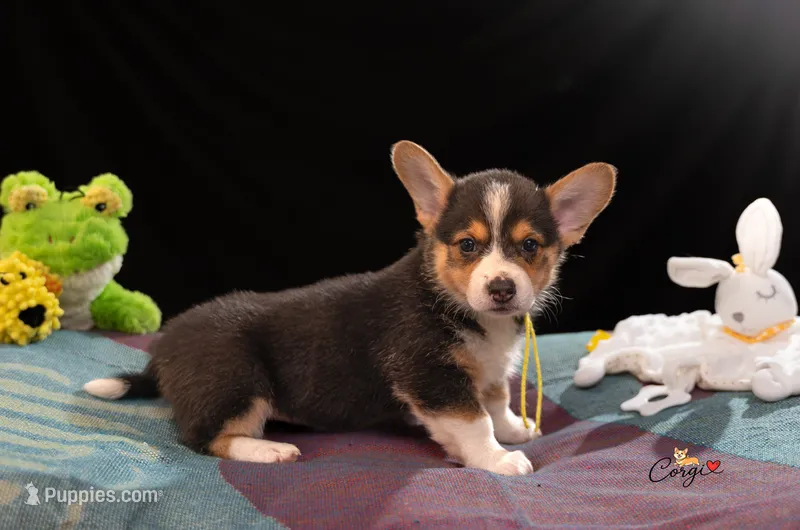 Josie – Pembroke Welsh Corgi puppy for sale in Lady Lake, FL