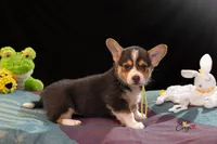 Josie, a female Pembroke Welsh Corgi for sale in Lady Lake, FL – 1 of 4