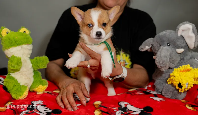 Milo- Green color , a male Pembroke Welsh Corgi for sale in Lady Lake, FL – 1 of 5