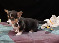 Nia, a female Pembroke Welsh Corgi for sale in Lady Lake, FL – 3 of 5
