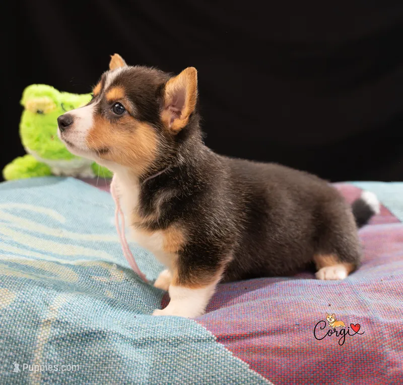 Nia – Pembroke Welsh Corgi puppy for sale in Lady Lake, FL