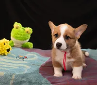Twiggy, a female Pembroke Welsh Corgi for sale in Lady Lake, FL – 2 of 7
