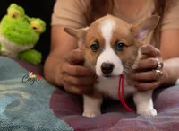 Twiggy, a female Pembroke Welsh Corgi for sale in Lady Lake, FL – 3 of 7