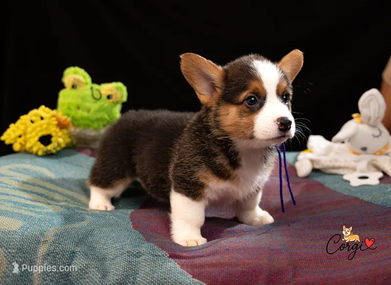 Lily  – Pembroke Welsh Corgi puppy for sale in Lady Lake, FL