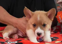 Teddy, a male Pembroke Welsh Corgi for sale in Lady Lake, FL – 4 of 6