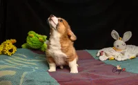 Sunny, a male Pembroke Welsh Corgi for sale in Lady Lake, FL – 3 of 8