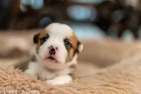 Jessie, a female Pembroke Welsh Corgi for sale in Lady Lake, FL – 3 of 5
