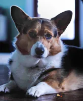 Teddy, a male Pembroke Welsh Corgi for sale in Lady Lake, FL – 6 of 6