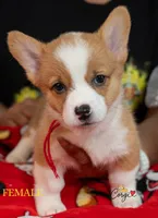 Red , a female Pembroke Welsh Corgi for sale in Lady Lake, FL – 2 of 5