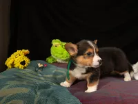 Louie, a male Pembroke Welsh Corgi for sale in Lady Lake, FL – 3 of 5