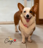 Teddy, a male Pembroke Welsh Corgi for sale in Lady Lake, FL – 5 of 6