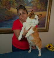 Lily , a female Pembroke Welsh Corgi for sale in Lady Lake, FL – 4 of 5