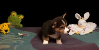 Ruby, a female Pembroke Welsh Corgi for sale in Lady Lake, FL – 3 of 7
