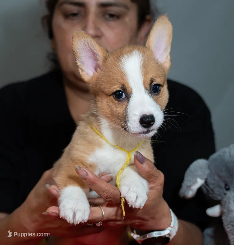 Jessie – Pembroke Welsh Corgi puppy for sale in Lady Lake, FL