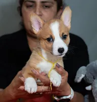 Jessie, a female Pembroke Welsh Corgi for sale in Lady Lake, FL – 1 of 6