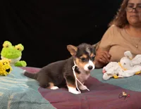 Nia, a female Pembroke Welsh Corgi for sale in Lady Lake, FL – 2 of 5
