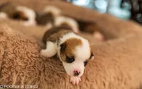 Jessie, a female Pembroke Welsh Corgi for sale in Lady Lake, FL – 2 of 5