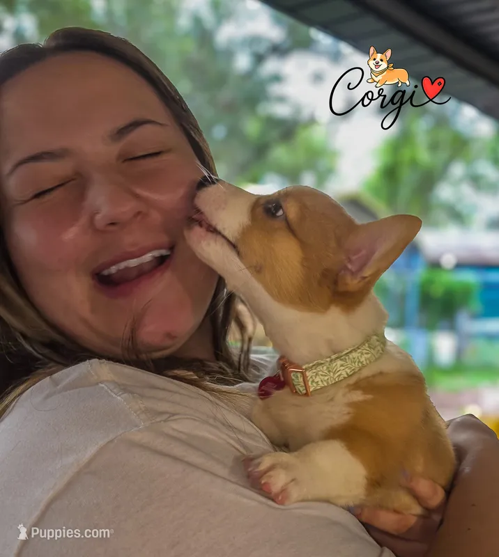 Teddy – Pembroke Welsh Corgi puppy for sale in Lady Lake, FL
